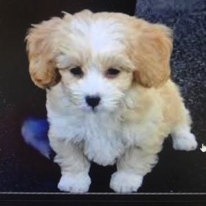 Meet your Posher, Julie